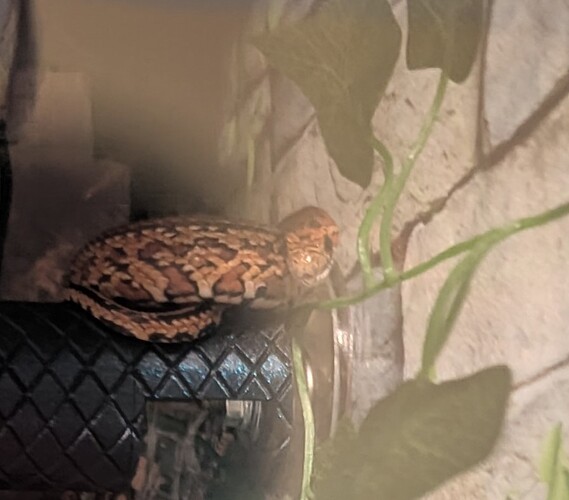 Snake2
