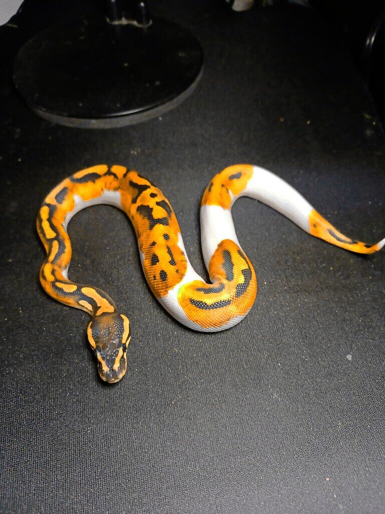 Does this look like it has YB - Ball Pythons - MorphMarket Reptile ...