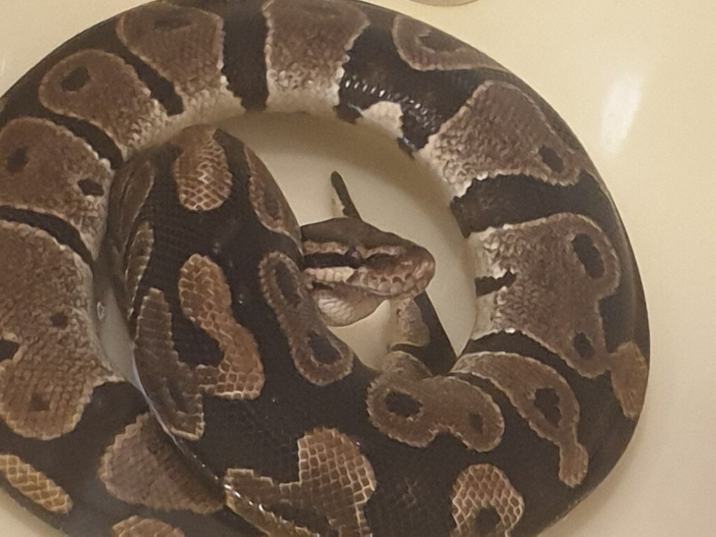 URGENT Ball Python has a lump in her throat Ball Pythons