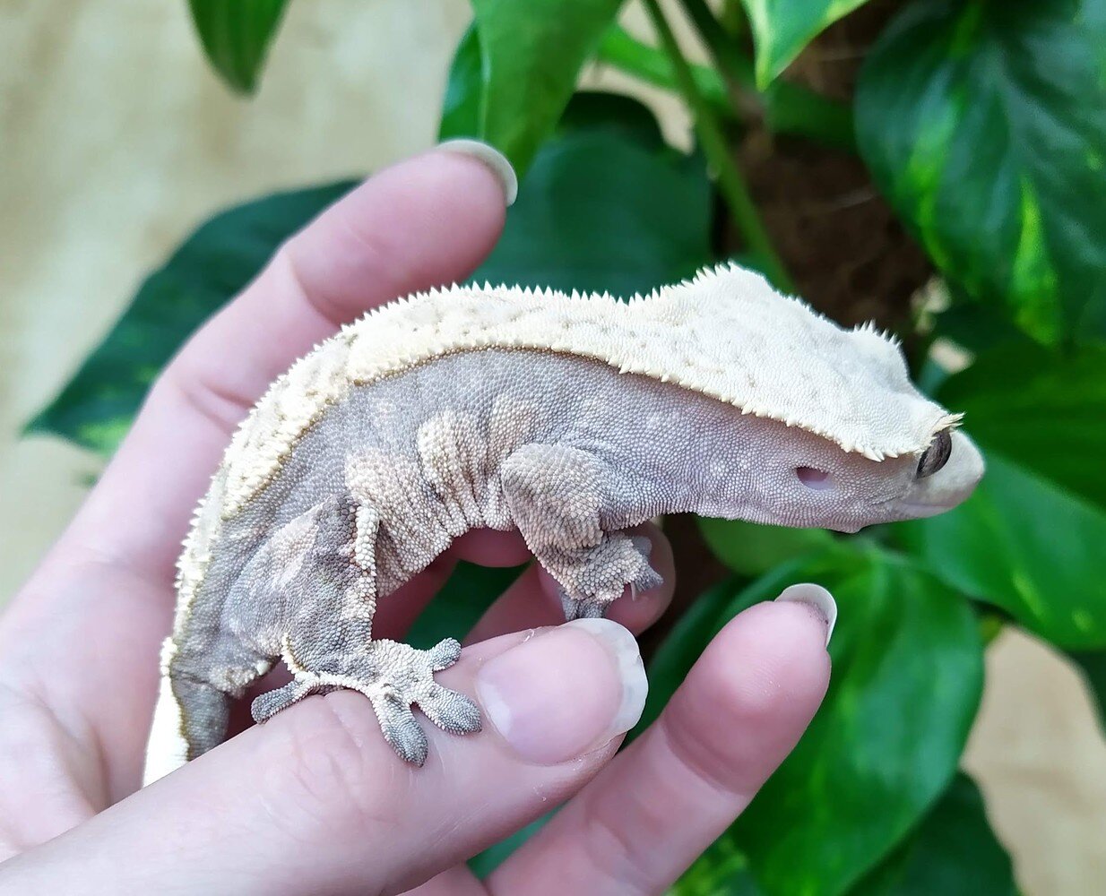 Crested Gecko Morph / Trait Guide - Crested Geckos - MorphMarket