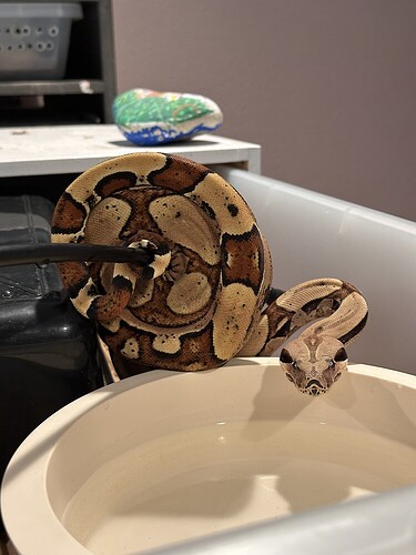 17547862368284136486472648622722