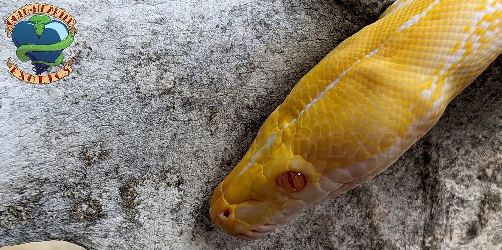 Beautiful Amel - Reticulated Pythons - MorphMarket Reptile Community