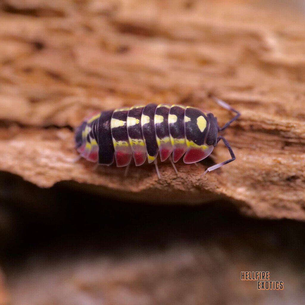 Merulanella sp. “Red Diablo” - Isopods - MorphMarket Reptile Community