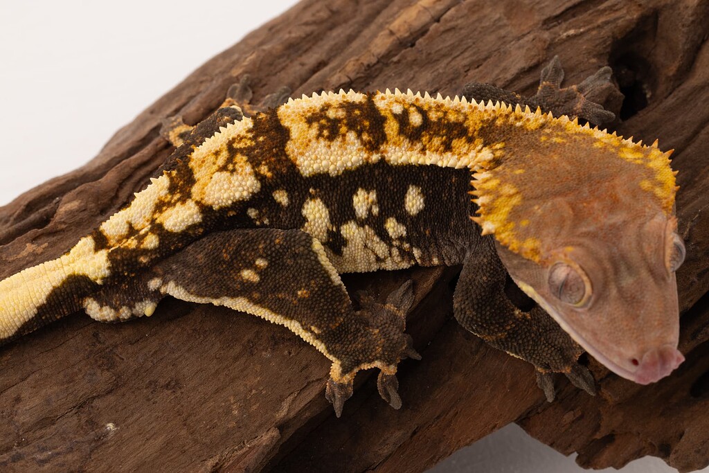 Request to add new gene - ChoCho Crested Gecko [DONE] - Genetics ...