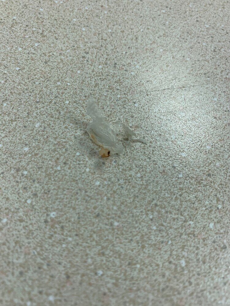 HELP! Something came out of my leopard geckos vent Leopard Geckos MorphMarket Reptile Community