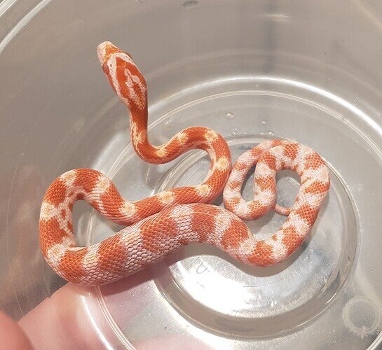 bright red and orange baby corn snake with lump in belly