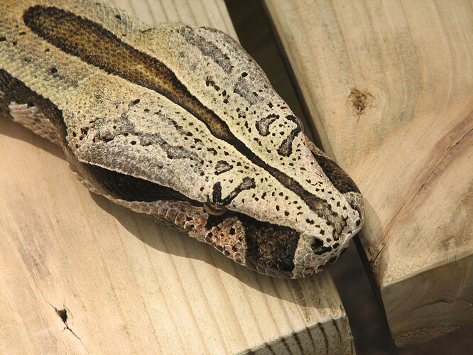 8_6_2017_Northern_Brazilian_16