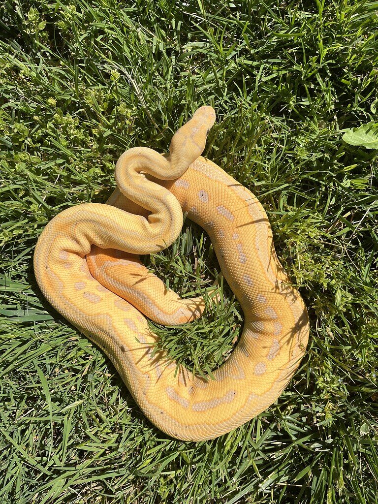 Sun day enrichment - Ball Pythons - MorphMarket Reptile Community