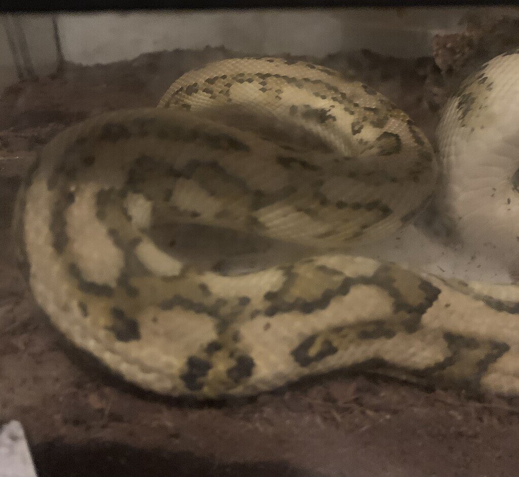 Help needed to identify pythons - Carpet Pythons - MorphMarket Reptile ...