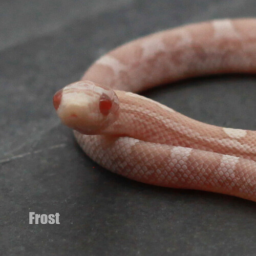 Frost_Zoom_NL