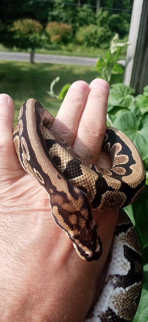 Sissy gave me a perfect shed this morning - Ball Pythons - MorphMarket ...