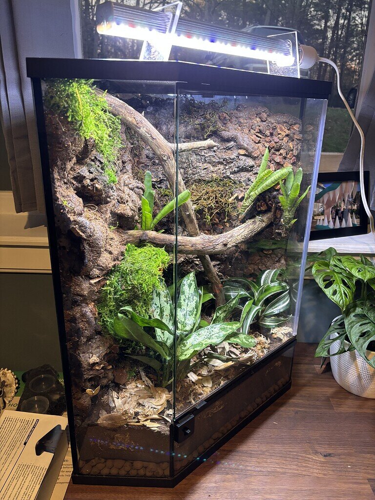 Show off your diy backgrounds and enclosures - Crested Geckos ...