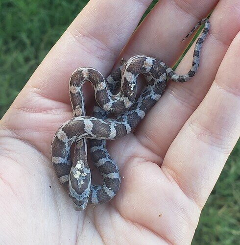 Brown baby corn snake on hand