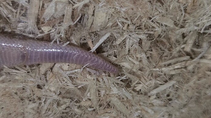 VideoCapture_20251231-022928