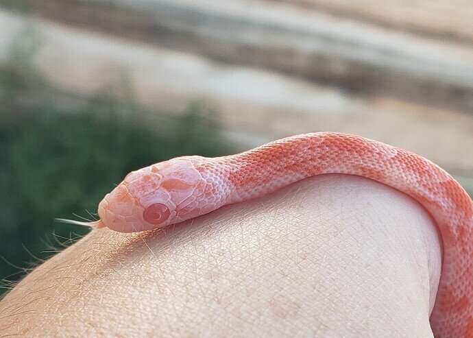 closeup of pale orange baby corn snake head