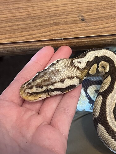 She needs a name! too big for my desk...