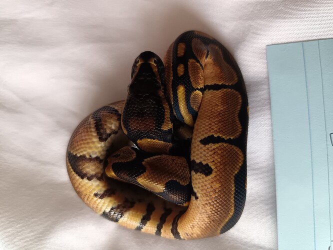 Baby 2