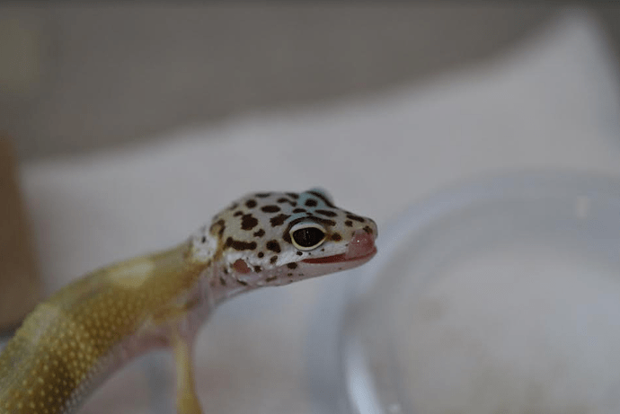 Screenshot 2022-06-03 4.02.02 PM