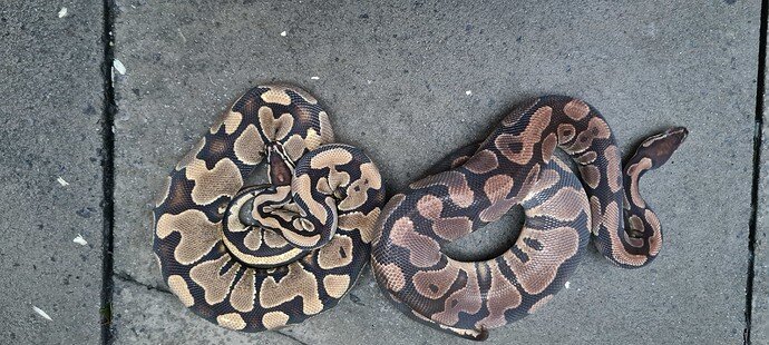 Yellowbelly/Gravel by Eagle Reptiles