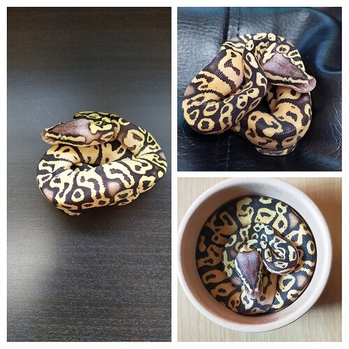 20210905_155238-COLLAGE