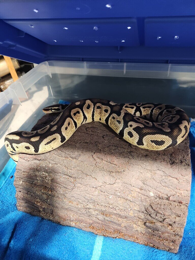 Adopted ball python questions - Ball Pythons - MorphMarket Reptile ...