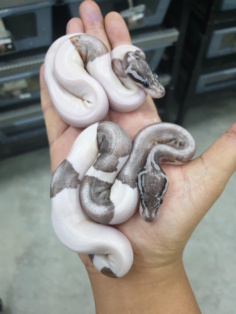 Black pewter Pied? Ball Pythons MorphMarket Reptile Community