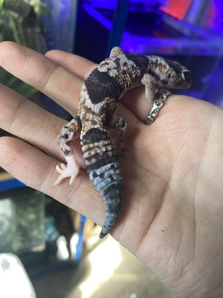 Fat tail gecko white socks? - Fat-Tailed Geckos - MorphMarket Reptile  Community