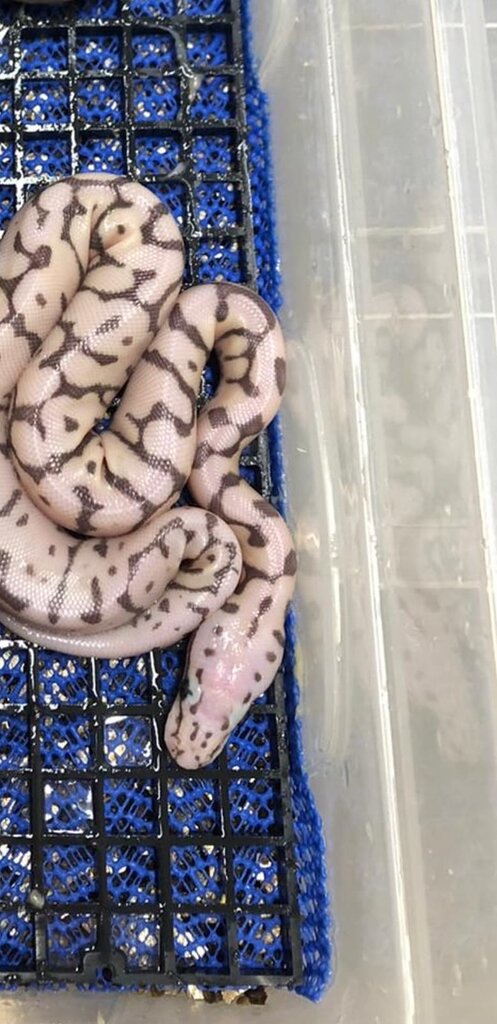 Ball Python Identification Help - Ball Pythons - Morphmarket Reptile 