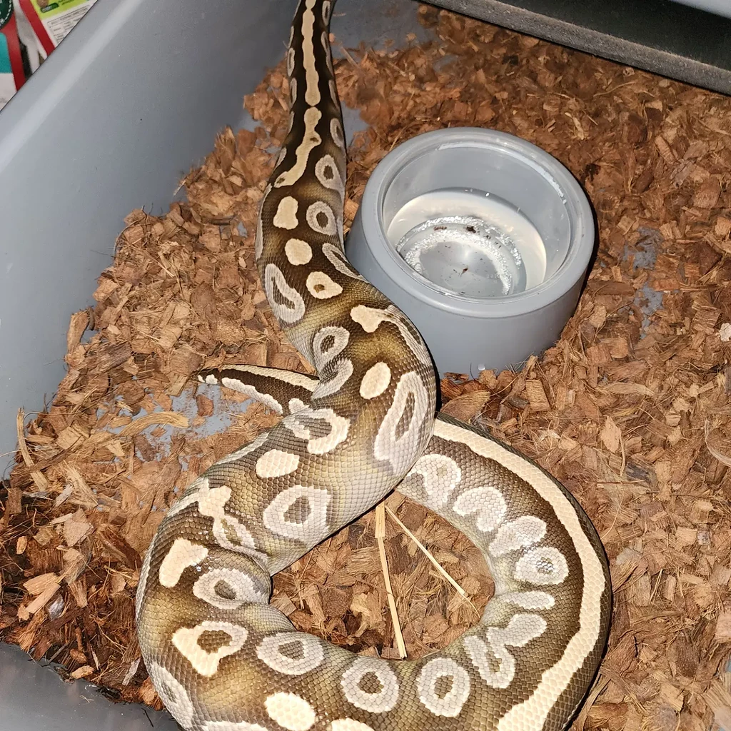 Just when I turn off the incubator - Ball Pythons - MorphMarket Reptile ...