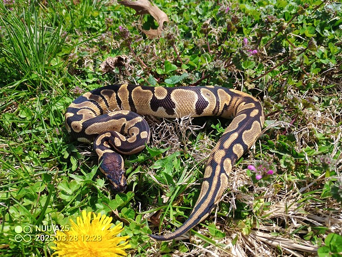 IMG_20250328_122815_597