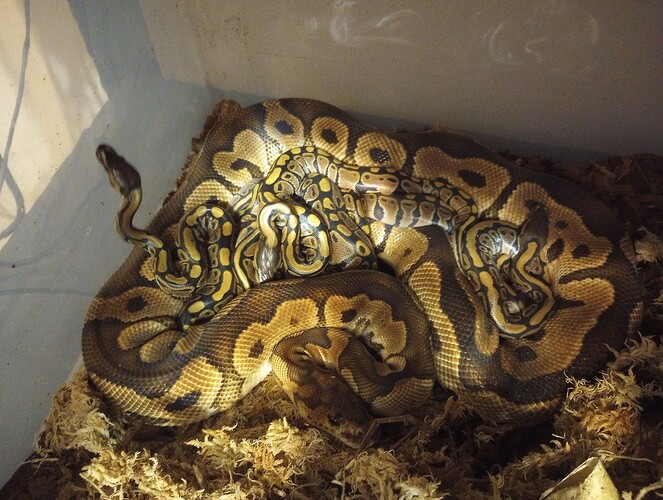 IMG_20231128_184617535