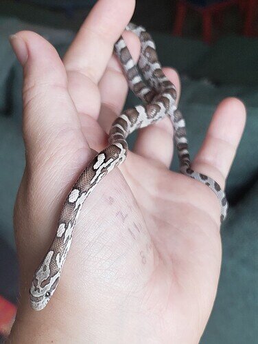 brown and gray baby corn snake on hand