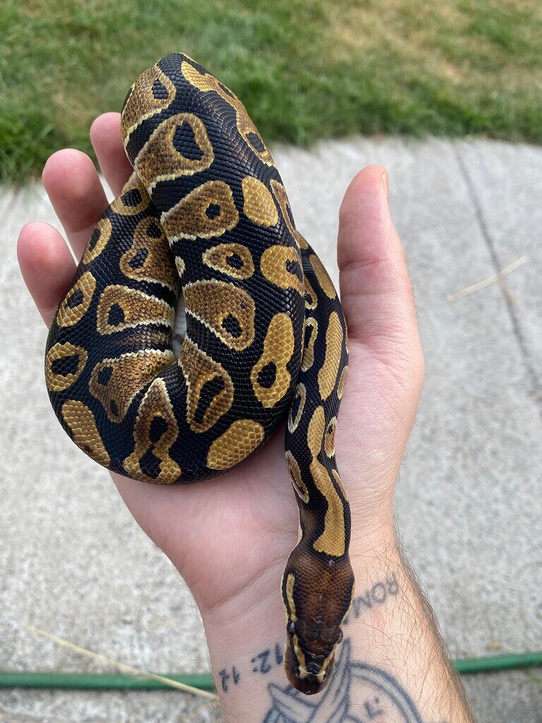 Is this a normal morph BP? - Ball Pythons - MorphMarket Reptile Community