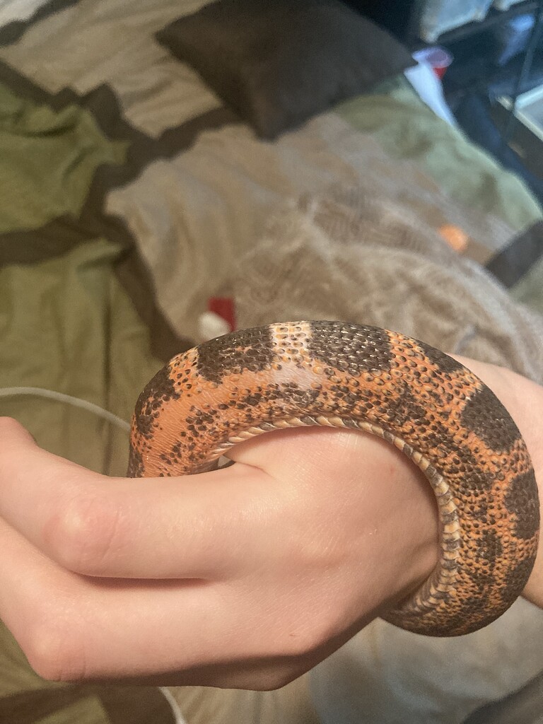 Elmo the wizard 🧙‍♂️ - Rat Snakes - MorphMarket Reptile Community