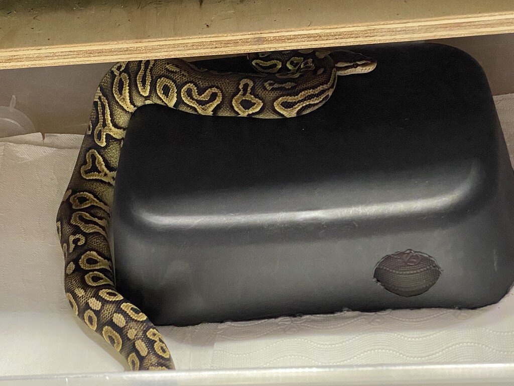 Bioactive ball python set up question - Ball Pythons - MorphMarket ...