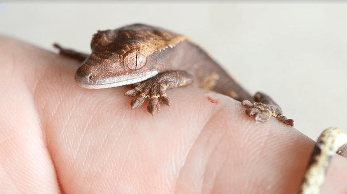 Screenshot 2022-07-26 6.06.14 PM