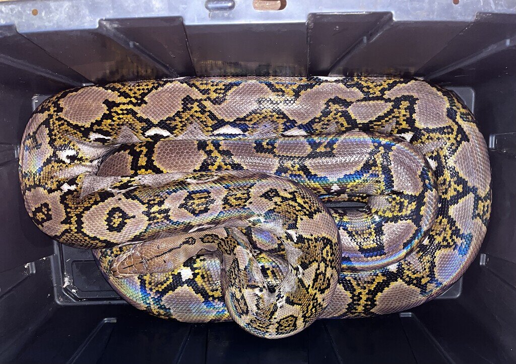 How do 18’ retics look? - Reticulated Pythons - MorphMarket Reptile ...