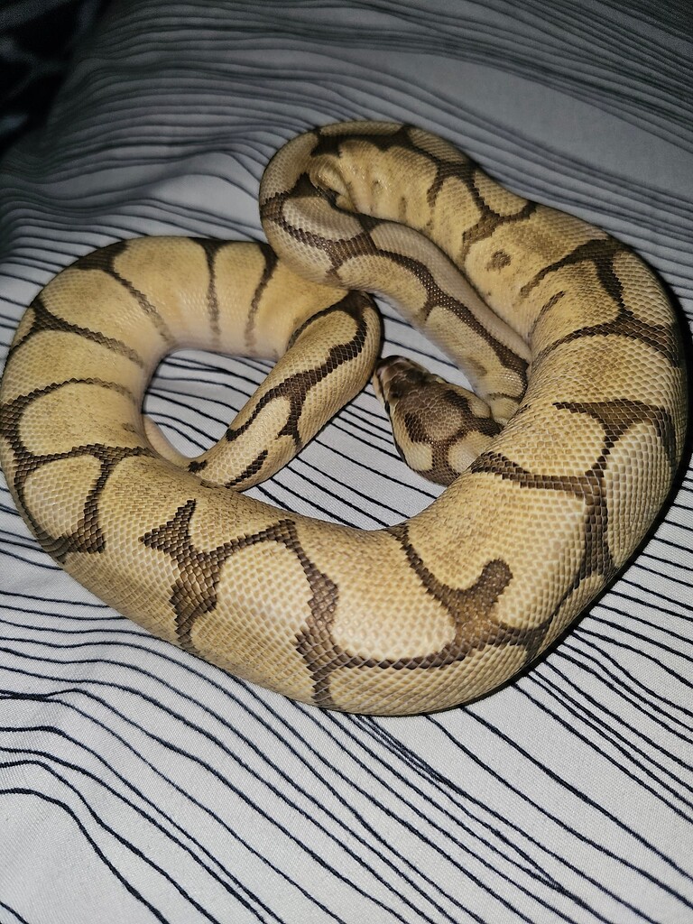 Question about ball genetics - Ball Pythons - MorphMarket Reptile Community