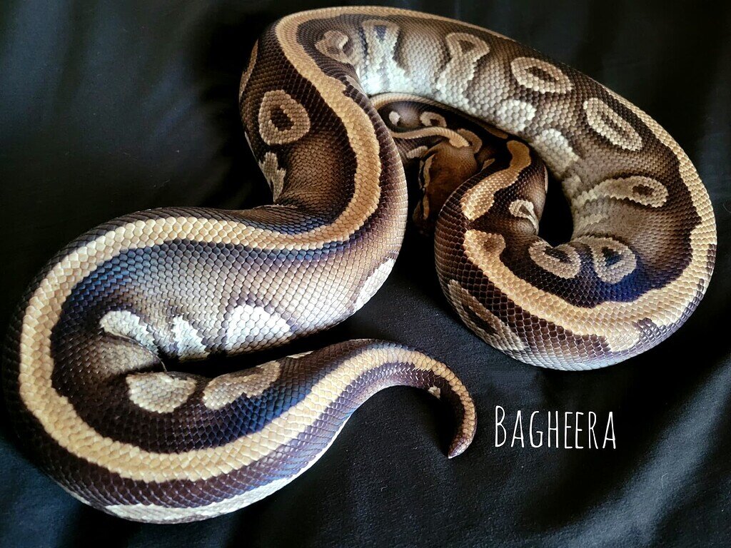 Think She Will Lay? - Ball Pythons - MorphMarket Reptile Community