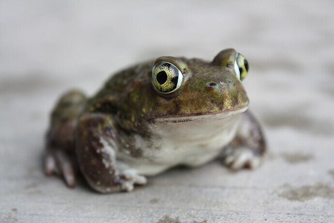 frog_by_icantthinkofaname_09_d5ge5dn