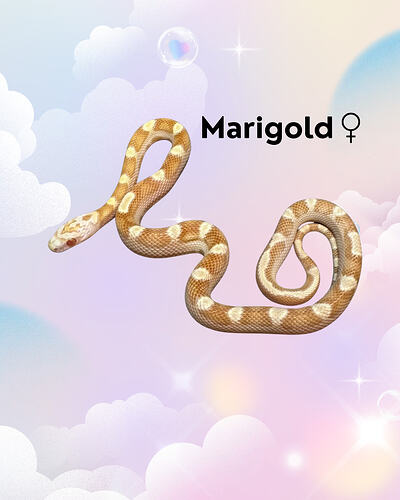 Marigold