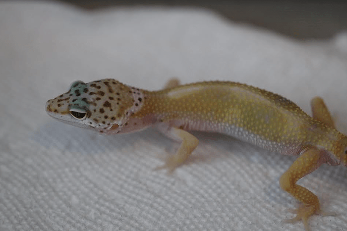 Screenshot 2022-06-03 4.03.23 PM