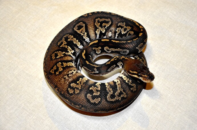 Mahatar Black Head.jpg