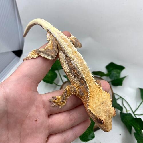 Frodo