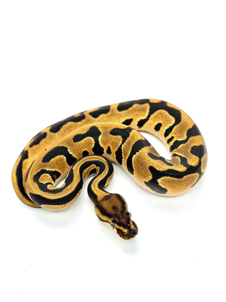 Need help confirming the genes - Ball Pythons - MorphMarket Reptile ...