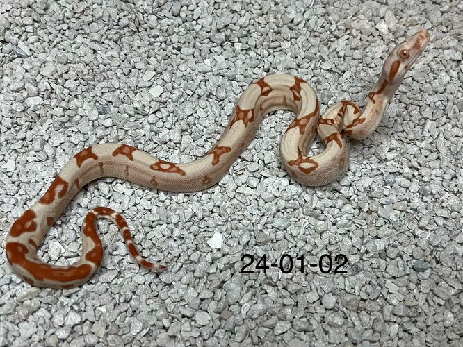 24-01-02oct2024c