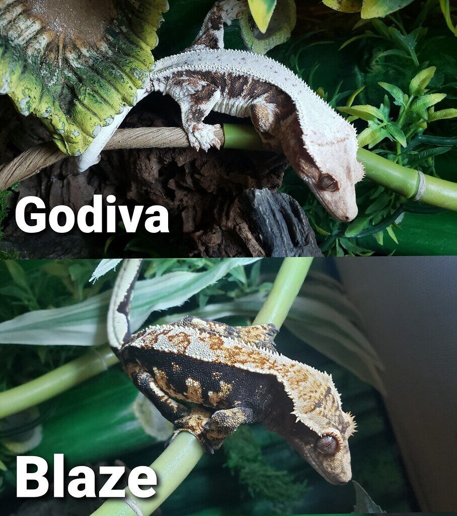 Lilly-White Crested Gecko - Crested Geckos - MorphMarket Reptile Community
