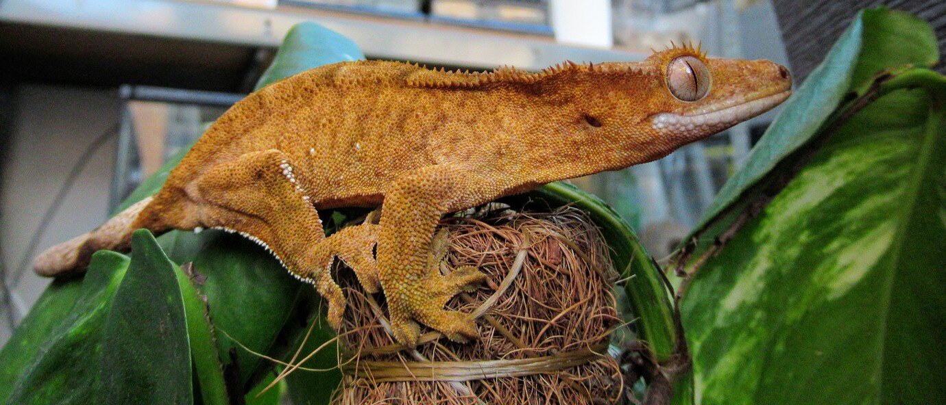 Crested Gecko Morph / Trait Guide - Crested Geckos - MorphMarket ...