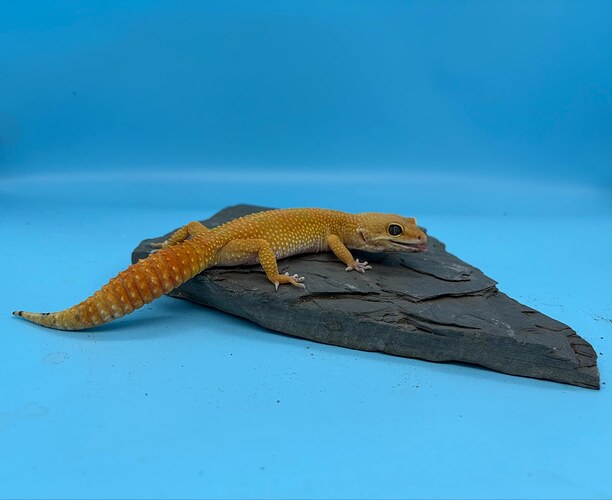 20250127012415.506-0aed6c18-87af-4b94-a-1420x1420h