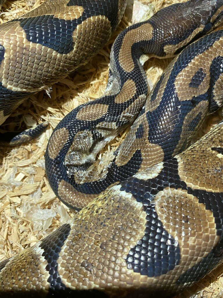 Ball python skin problem across the country - Ball Pythons ...